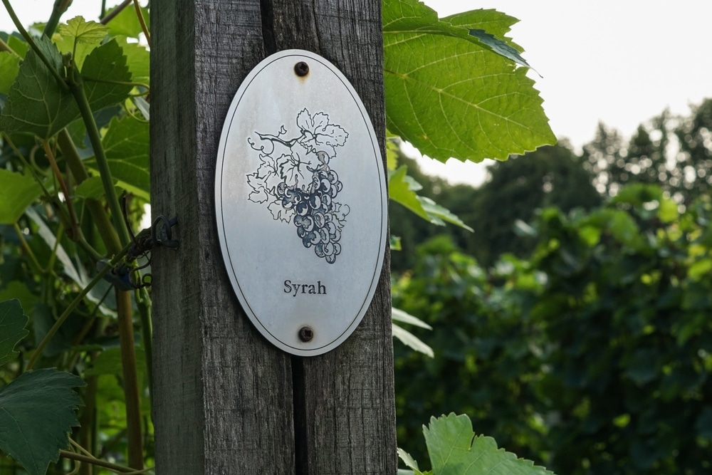 A view of a vineyard with Syrah wine signboard